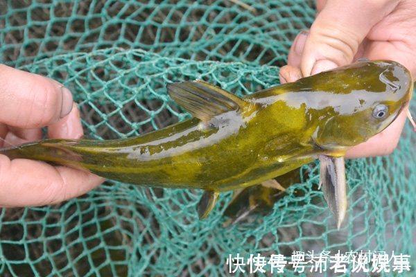 农村河里这4种鱼,全吃过的估计都是80后,00后基本上没见过