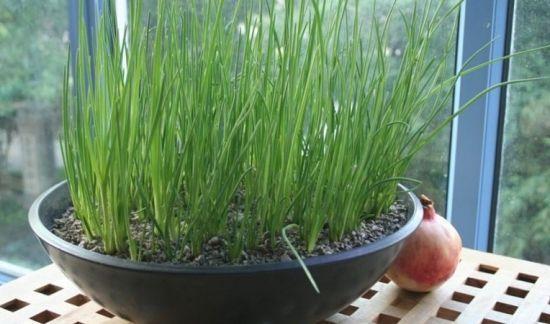 4步教你盆栽小葱,又粗又“肥硕”,不用再去菜市场买啦