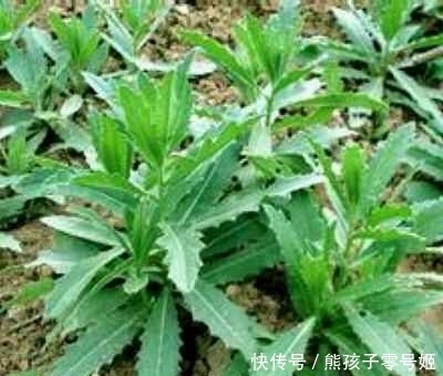 这农村这种带刺的野菜,很多人不认识他,原来它是一个美食