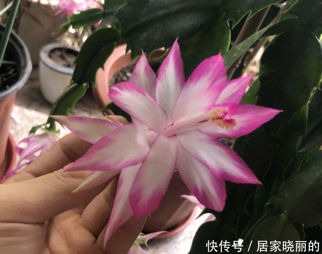 蟹爪兰的叶片从绿色变红了惹人爱,变异还是出锦,来一睹芳容