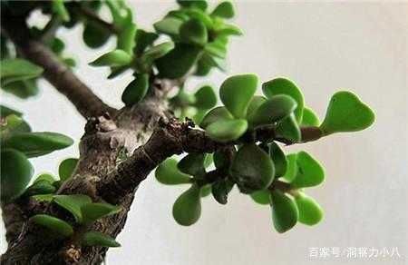 苍劲|金枝玉叶黄叶烂根,避开“三怕”,撒欢长窜新芽,养成苍劲小老桩