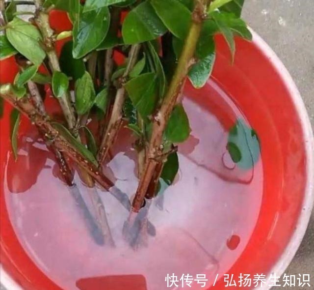 花卉|在家自制“生根液”,用于扦插花卉,促进生根,提高成活率!