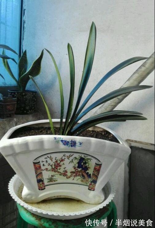 君子兰死气沉沉软绵绵就几个原因,现在学会,不耽误冬天开花