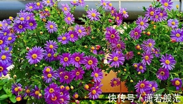 爱花养花,天冷打理就不能忽视这些因素,不然一盆不剩