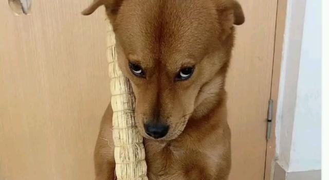 记住|我们记住了屈原,也难忘他背后的官场权斗