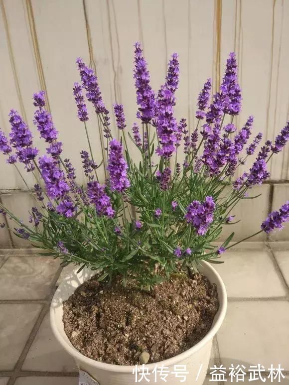 5种花蚊子“不喜欢”,好看还好养,是天然蚊香,值得多养几盆