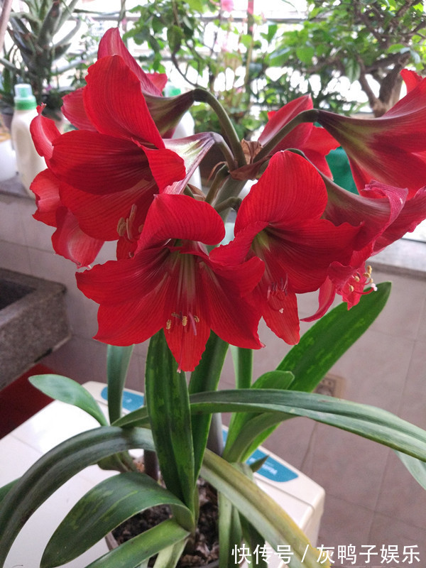 此盆栽植物超好养,丢土里就能活,花大色艳,红红火火,值得拥有