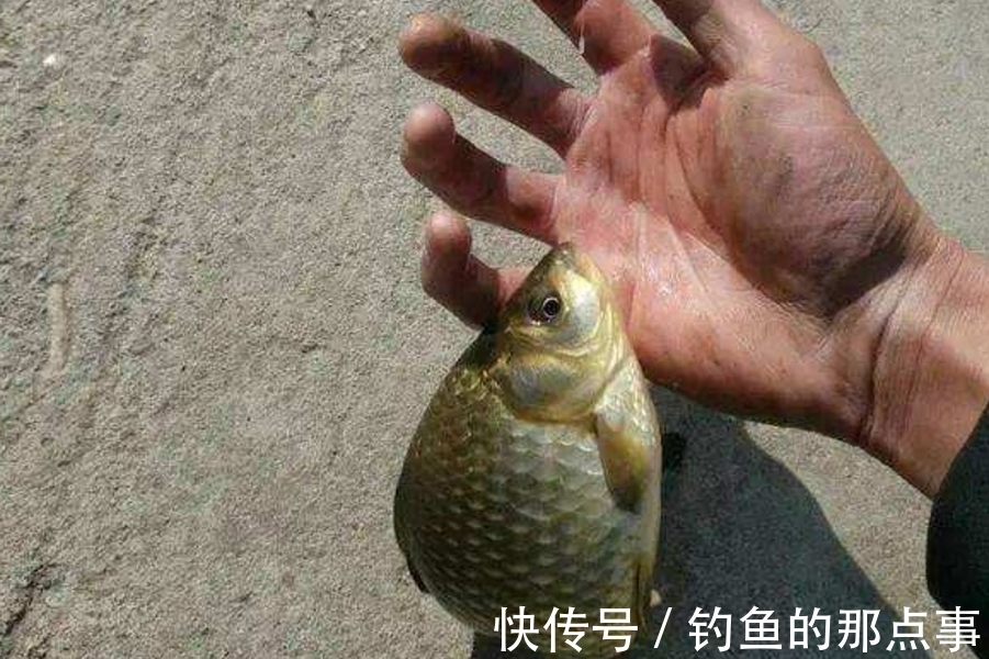 冬钓鱼口总不好？我从选漂到调漂只用了3招，一下竿就狂拉不断