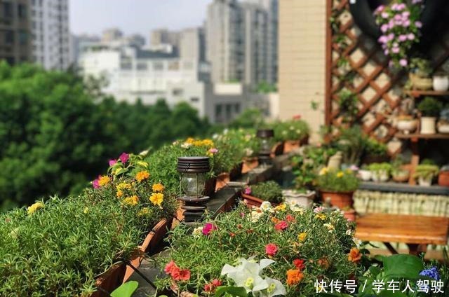 有院子一定要养“2种”花,剪1根枝条“沾土就活”,变成小花园!