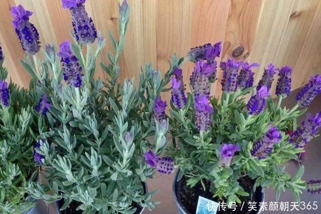 花花草草|失眠的花友养花当选此3款,对健康有益,养护还贼简单省心