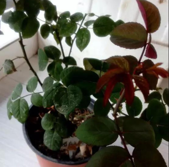 养花技巧花草换盆不懂这3点难怪换完盆就黄叶枯死