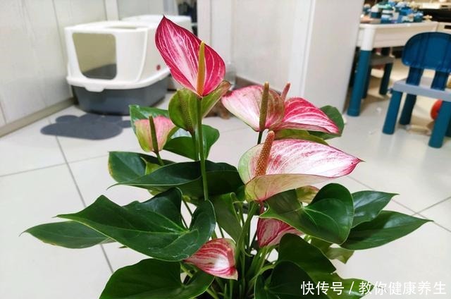 七种耐阴的开花植物,好养如绿萝,花期不短,适合室内、北阳台养!