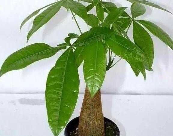 想要养好发财树，学会“浇水”小技巧，根不烂，叶不黄，整年油绿