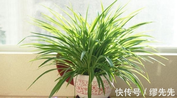 养花生虫,试试这4样“家庭好物”,保你轻松驱虫杀虫