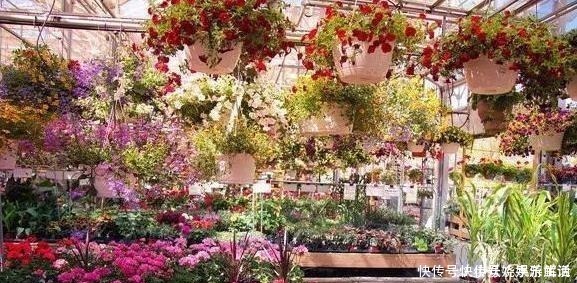 花卉|养花需“氮磷钾肥”怎么办别再花钱买了,上厨房找找全都有了!