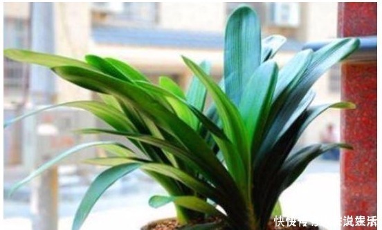 植株|花卉什么时候换盆才最好一直都没注意,怪不得换完花就蔫儿了