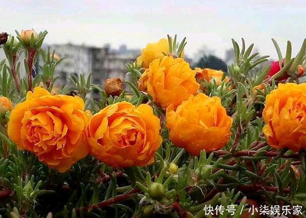 宿根|太阳花特好养,给点阳光就“灿烂”,赶紧养几盆,荒地变“花海”