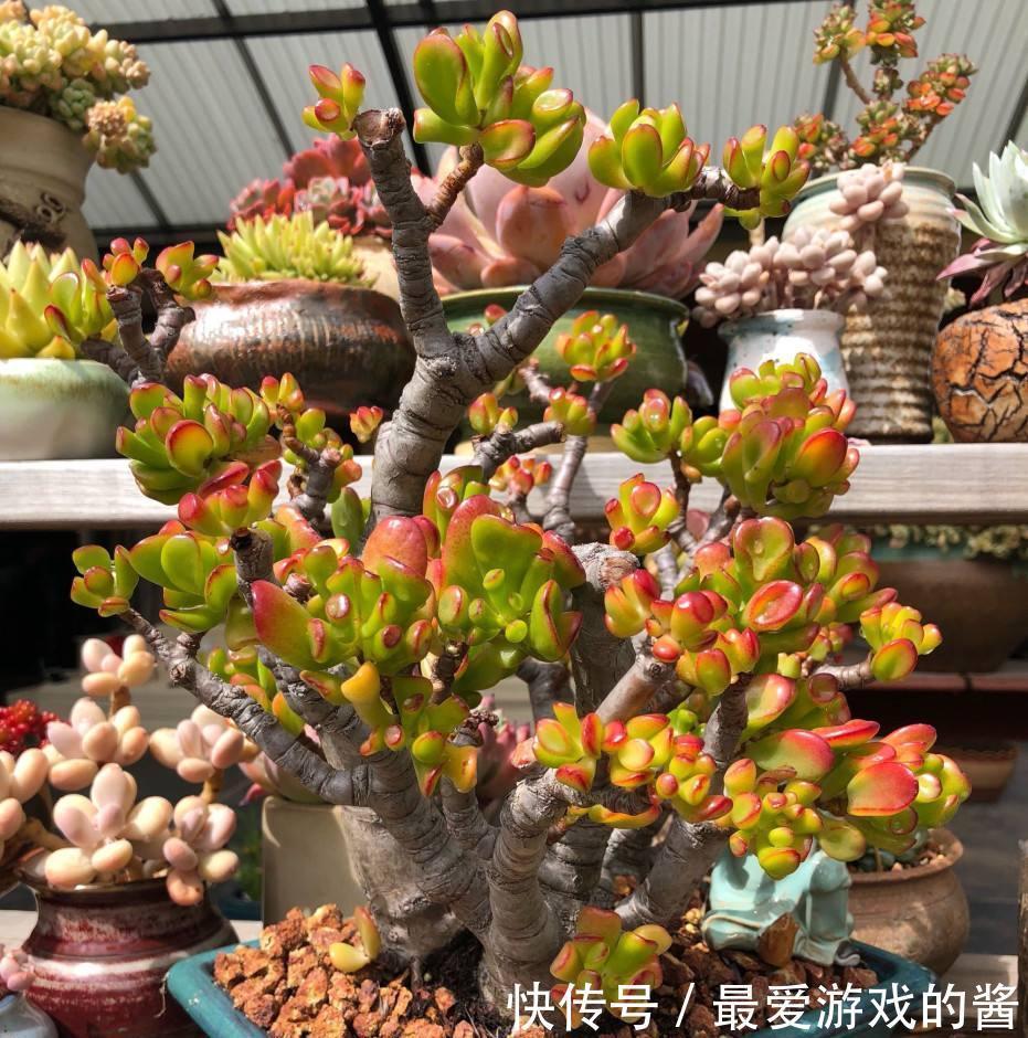 10大吉祥花,好养又高档,家里养一盆,有花有果招财又旺家