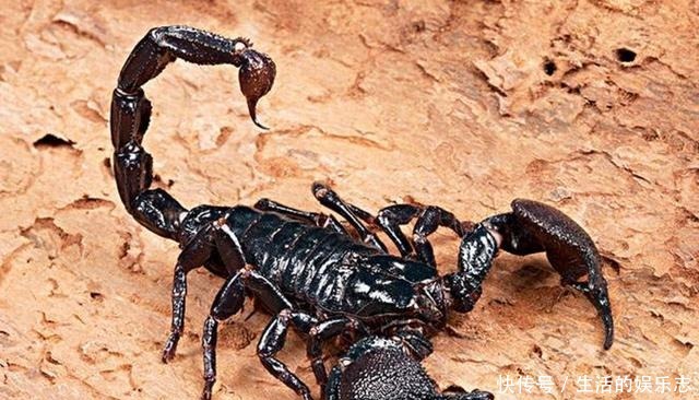 种动物|这4种昂贵的动物液体,人类占2种,即使你有钱也无法买到!