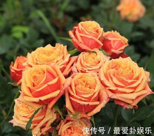 新手养月季注意3点事项，花开成爆植株旺，想养死都难