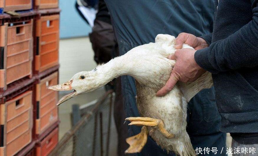  食材|为什么法国餐厅的鹅肝上万块一个很正常，咱们的鹅肝却很便宜呢