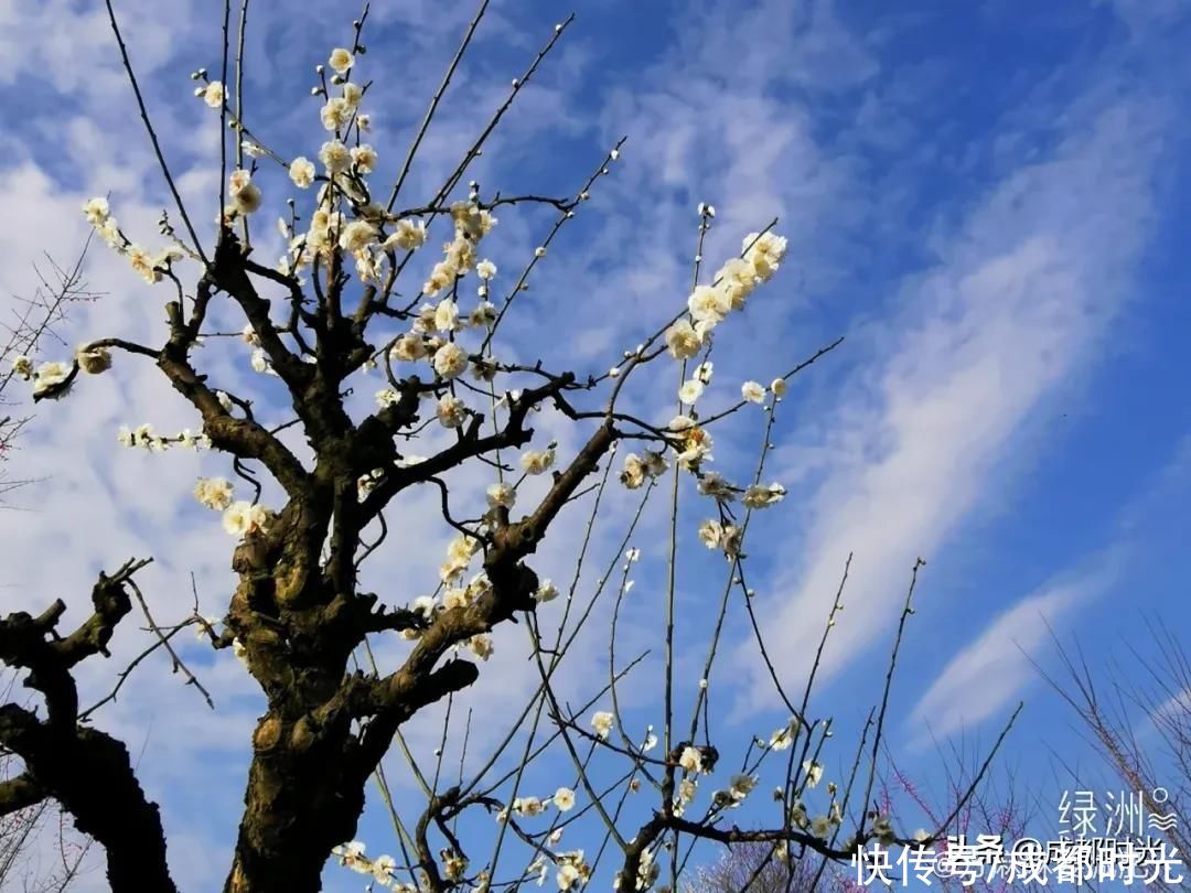 成都千亩海棠、数百亩梅林满树繁花似锦 约吗?