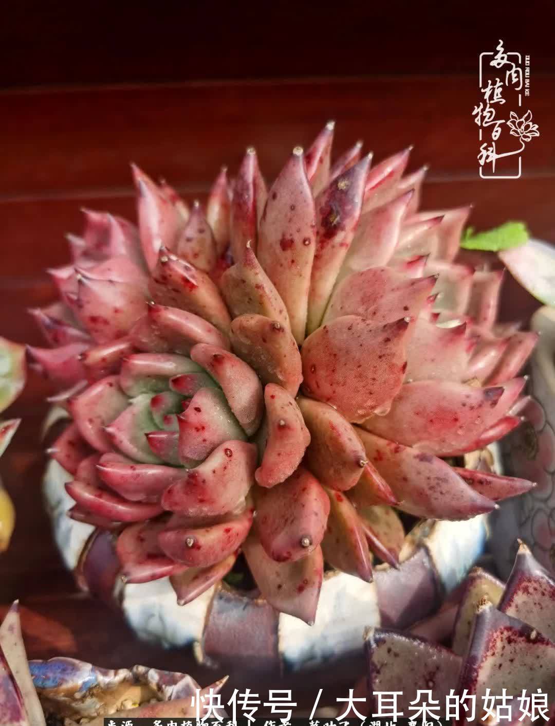 春暖花开,万物复苏,多肉迎来最美时光!