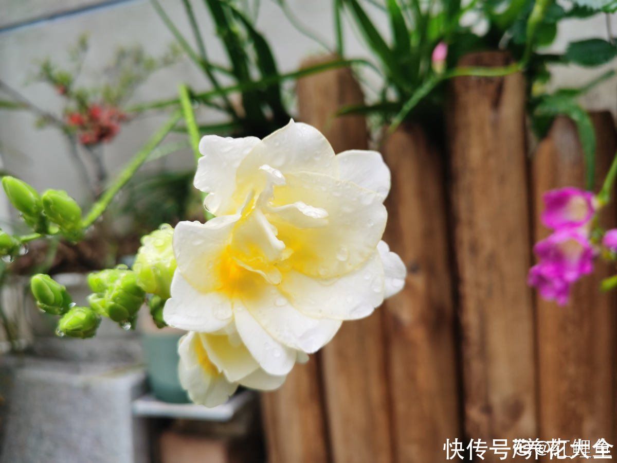 冬天|秋天种下3种花，冬天零下也不怕，明年春天花开满园