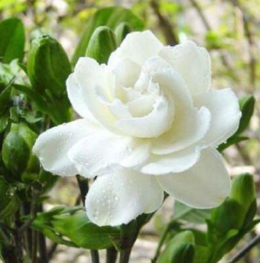 养花就养这款，常年开花不断，四季繁花似锦，花期一到开不停歇