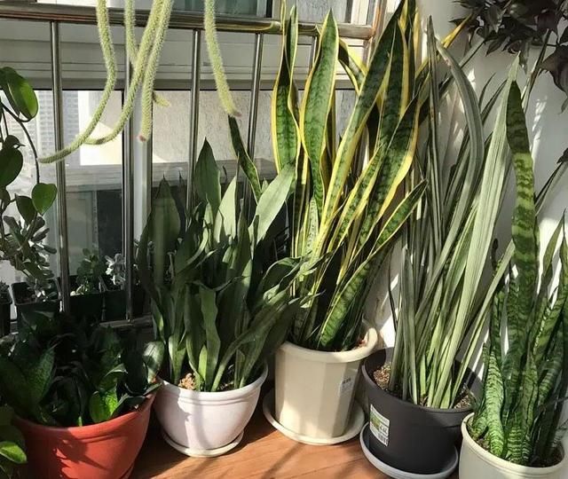 金边虎皮兰|让虎尾兰长侧芽，从3个方面入手，不仅侧芽多，还能养开花