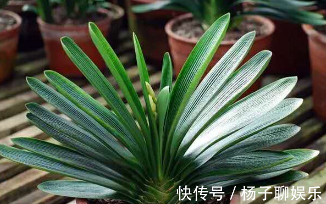 花友|想养君子兰，选对入手时间，直接生长，不用缓苗！