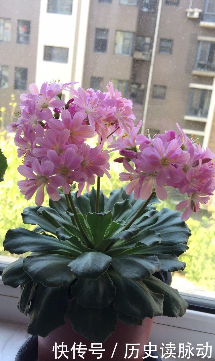 适合新手养护的几款花卉,沾土就活,招财纳福寓意好