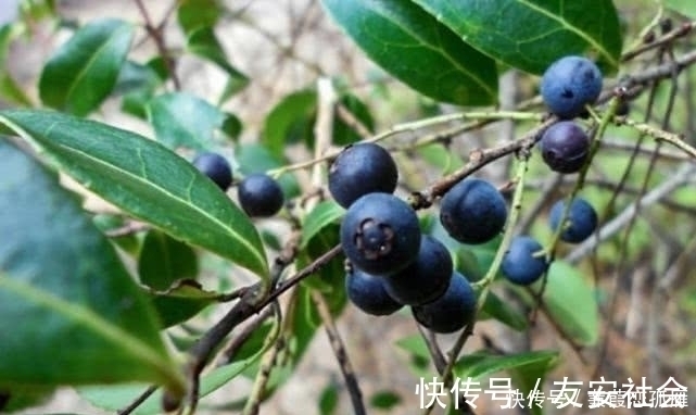 采摘|农村这野果有个外号叫“野蓝莓”,人们都爱吃,但却不知其功效!