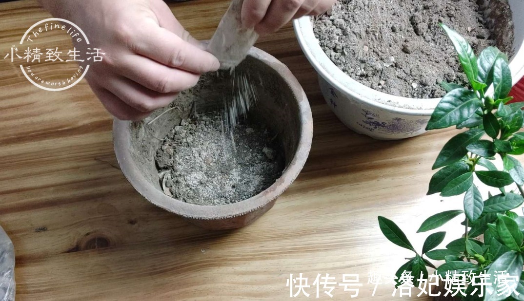腐叶土+|栀子花买回家，上盆分6个步骤，用9张图说明，完整明了