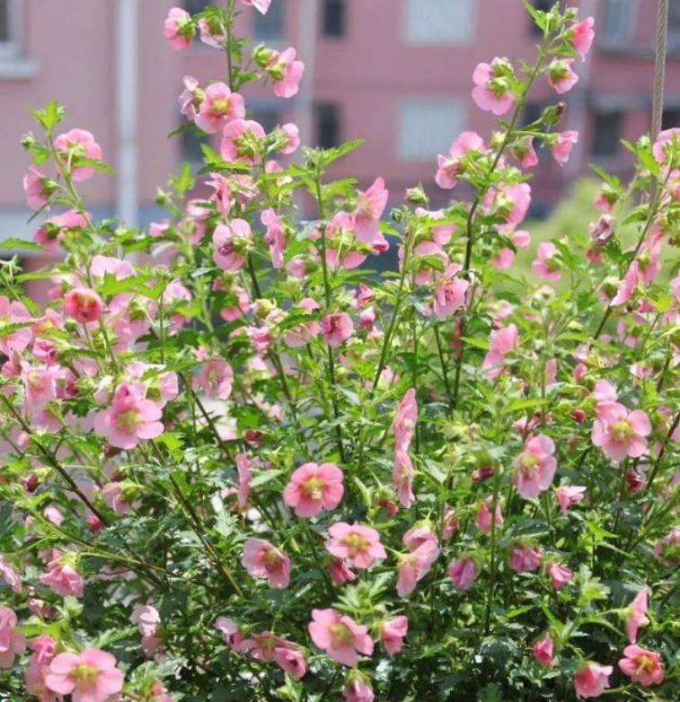 4种花是花中“大美女”，开花美长势旺，黄绿交辉，内敛美