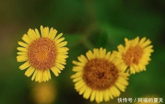 别把这种“菊”当做野菊花，它比野菊花更珍贵，价值更高！