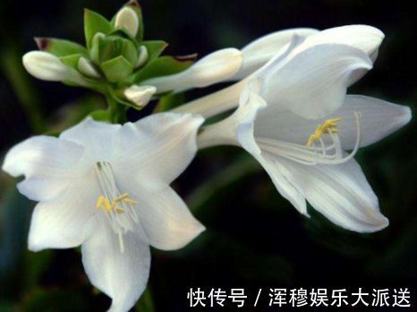 优雅|喜欢养菊花，不如养盆嫩竹玉笋，似金光四溢，风姿优雅，太美了！