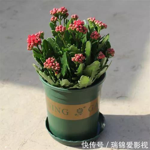 长寿|长寿花有点“怪”,施点“餐桌料”,叶绿花又美,特别漂亮