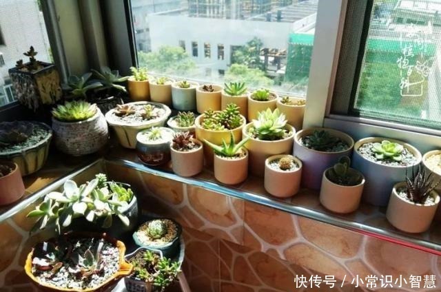 欧紫|我是多肉飘窗党，我来晚了！我是多肉飘窗党，我来晚了！