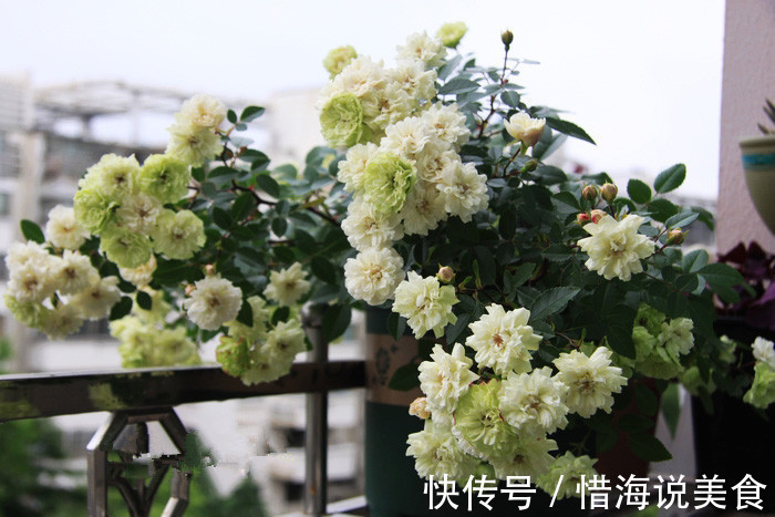 盆栽|此盆栽有“开花机器”之称,全年开花,花多易爆盆,好看又好养!