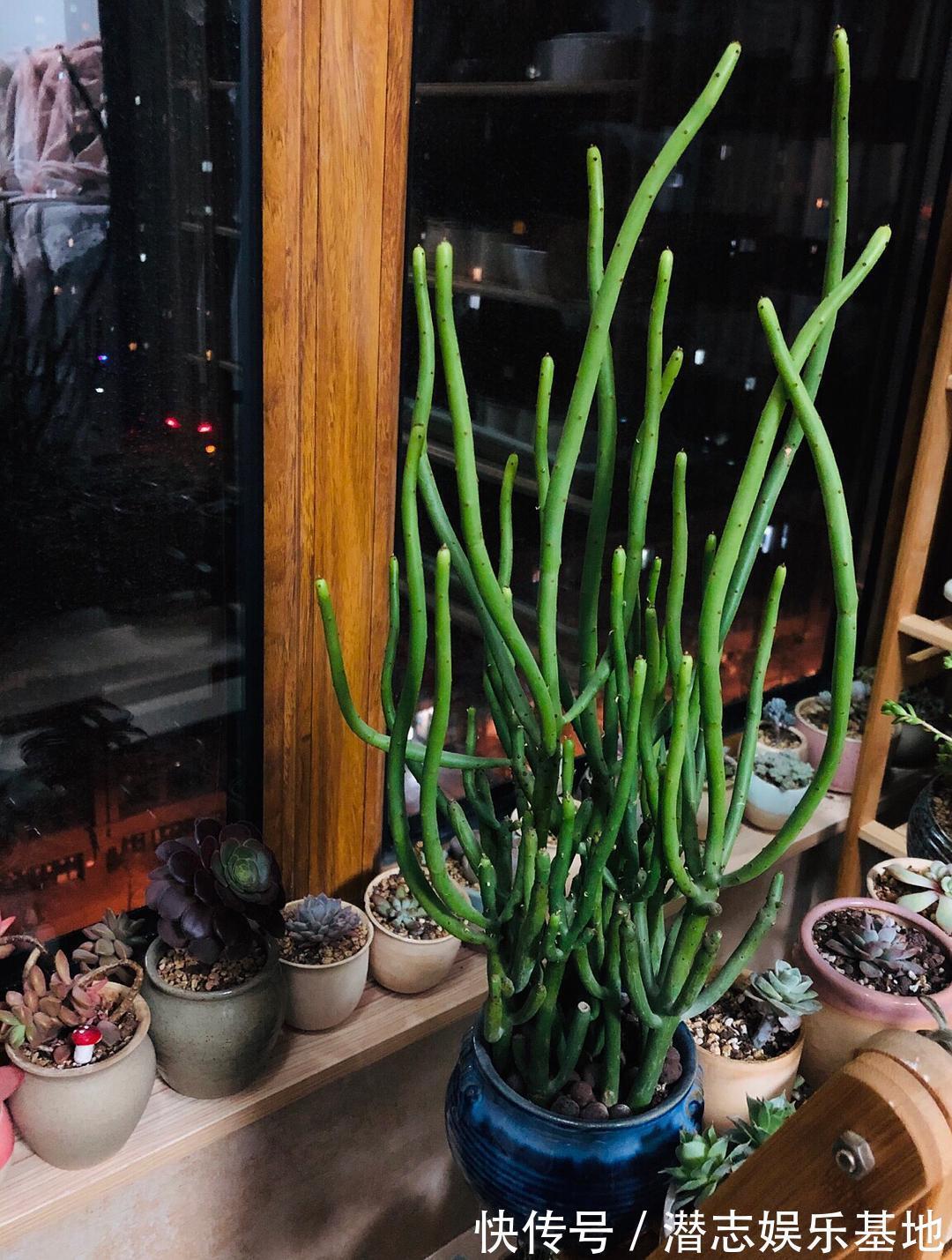 家里养花,避开8种“小毒花”,家里有老人孩子,孕妇的,别靠近