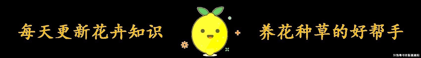 仙客来|栀子花茉莉花最爱“酸水”,半个月来一次,疯狂开花也没黄叶