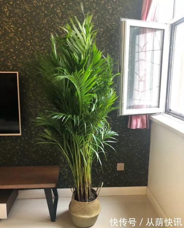 二氧化氮|6种花,能养人,高档大气有品味,越养越有“好身体”