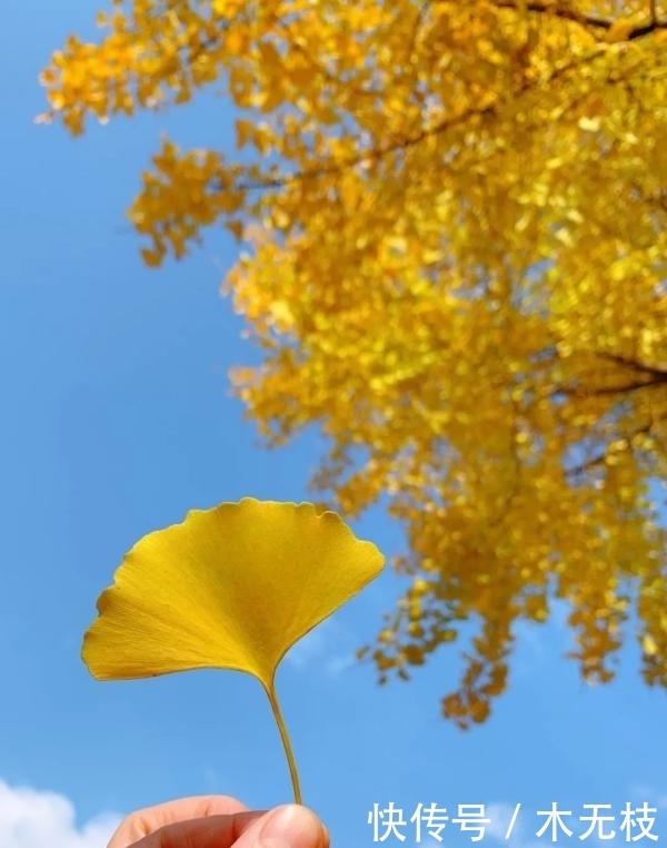 喜讯!百变落叶大赏,小川川又获奖啦!!