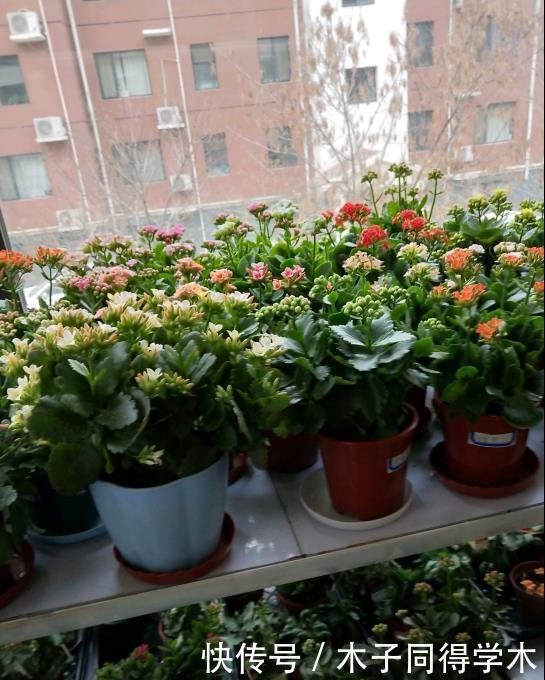 长寿花老不活?5个要点做到,“百分百”成活,长满一阳台花骨朵