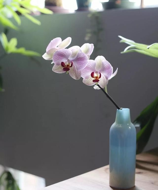 花旦|如何挑选年宵“花旦”蝴蝶兰?教你4个实用小技巧,一学就会