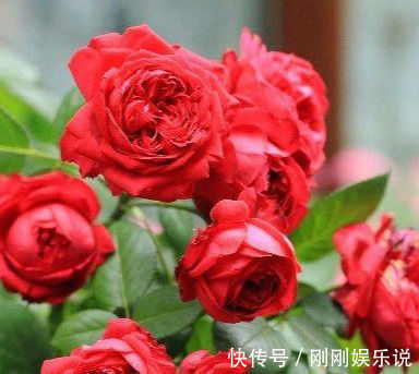 四季|此花漂亮，四季开花，花量巨大，好种植，香气四溢，一花香一阳台