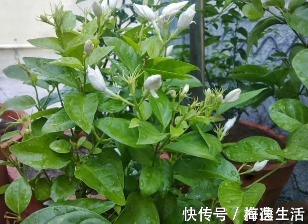 条件|茉莉盆栽开花少,别怪人不争气,没满足这些条件,谁养都一样