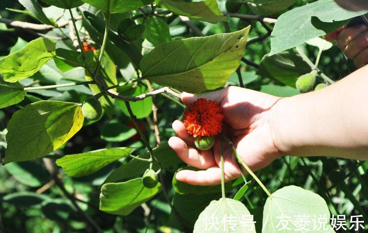 喂猪|这野果20年前遍地都是，农民砍了喂猪，不知是昂贵的补肾良子！