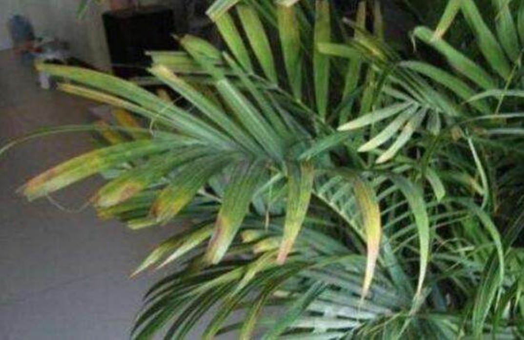 滴水观音|客厅再小也要养的“镇宅树”,随便养一株,下半年招财行大运!